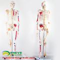 SKELETON08 (12369) Ciência Médica Natureza Vida Tamanho 170CM Esqueleto com Músculos e Ligamentos, 170cm Modelo de Esqueleto